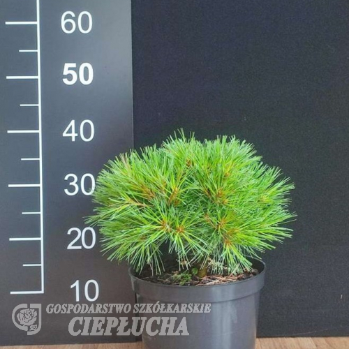 Pinus strobus 'Greg' - sosna wejmutka - Pinus strobus 'Greg'