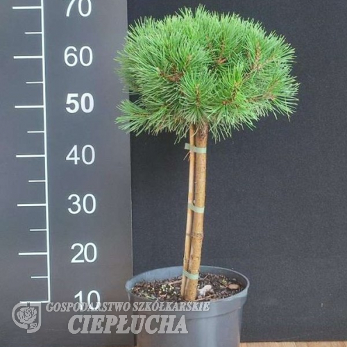 Pinus mugo 'Minikin' - Bergkiefer - Pinus mugo 'Minikin'