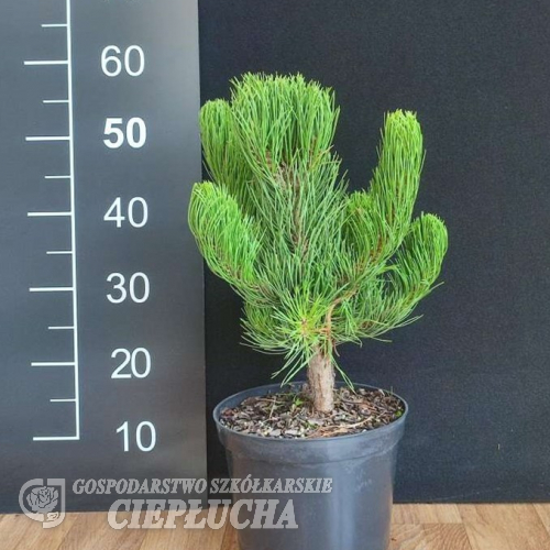 Pinus nigra 'Oregon Green' - sosna czarna - Pinus nigra 'Oregon Green'