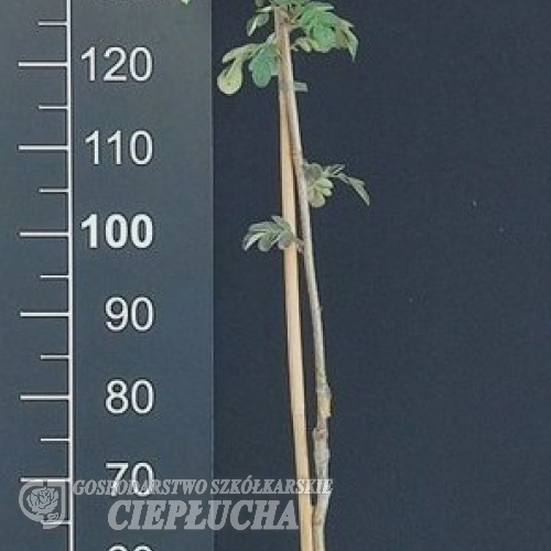 ×Sorbaronia fallax 'Mitjurinskaja Desertnaja - ×Sorbaronia fallax 'Mitjurinskaja Desertnaja