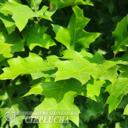 Quercus palustris 'Green Dwarf' - dąb błotny - Quercus palustris 'Green Dwarf'
