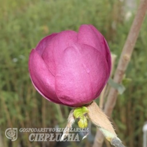 'Jurmag 1' Black Tulip - Magnolia - 'Jurmag 1' Black Tulip - Magnolia