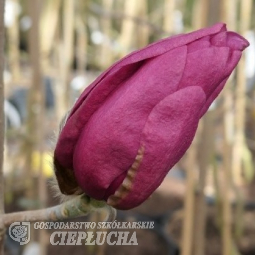 'MGEMP2012' EMPEROR PBR - magnolia - Magnolia 'MGEMP2012' EMPEROR PBR