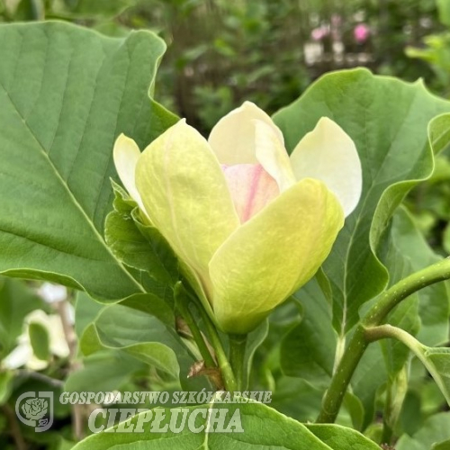 Sunsation - magnolia - Magnolia 'Sunsation'