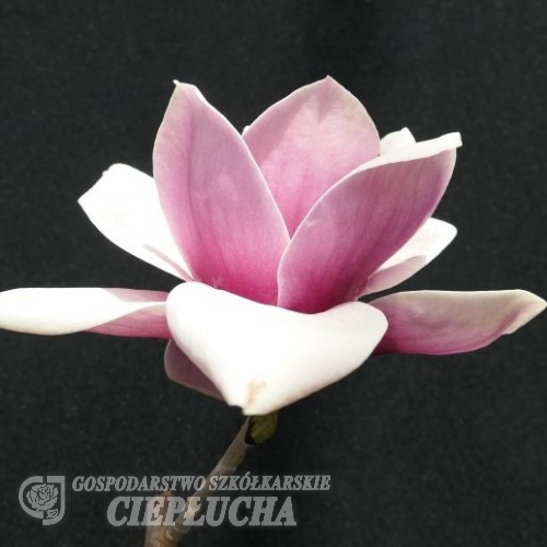 Venus - magnolia - Venus - Magnolia ; (magnolia 'Bl T' x magnolia 'Pick's Ruby')