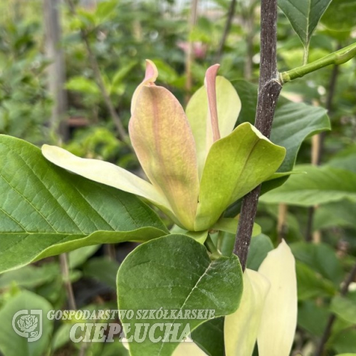 Woodsman - Magnolie ×brooklynensis - Magnolie - Woodsman - Magnolia ×brooklynensis; (magnolia acuminata x magnolia liliiflora)