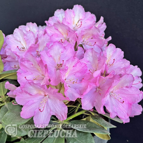 Stožec - różanecznik wielkokwiatowy - Rhododendron hybridum  'Stožec'