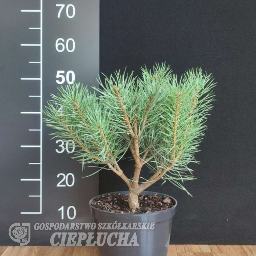 Pinus sylvestris 'Chantry Blue' - sosna zwyczajna - Pinus sylvestris 'Chantry Blue'