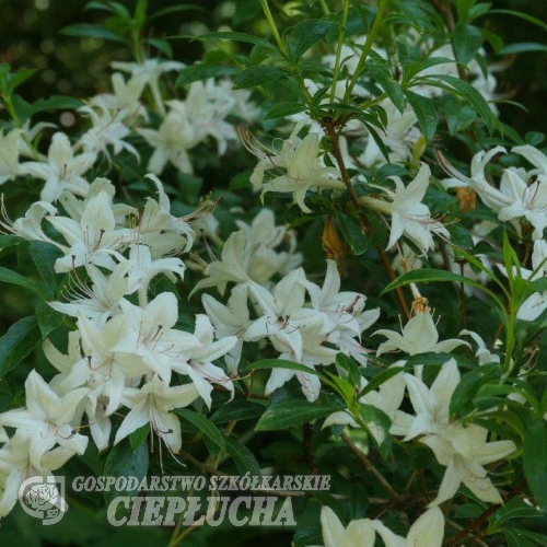 Weston’s Innocence - Azalee - Weston’s Innocence - Rhododendron (Azalea)