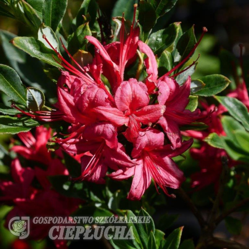 Millenium - Azalee - Millenium - Rhododendron (Azalea)