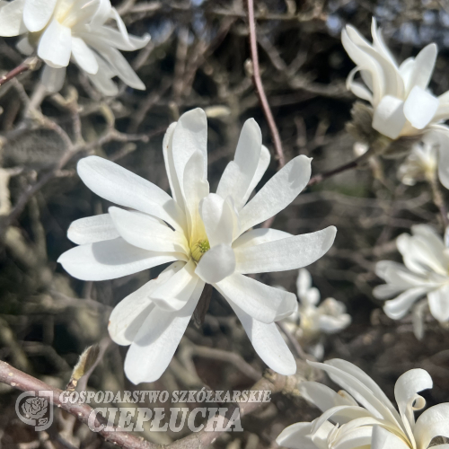 Royal Star - magnolia gwiaździsta - Royal Star - Magnolia stellata