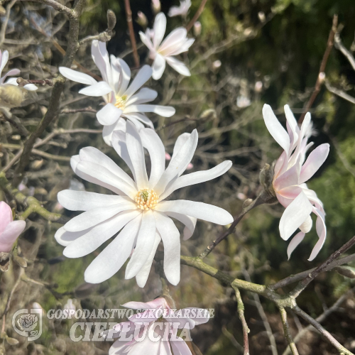 stellata 'Rosea' - magnolia gwiaździsta - Magnolia stellata 'Rosea'