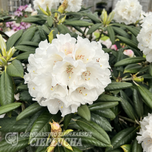 Oberschlesien - Rhododendron insigne x degronianum ssp. yakushimanum - Oberschlesien - Rhododendron insigne x degronianum ssp. yakushimanum