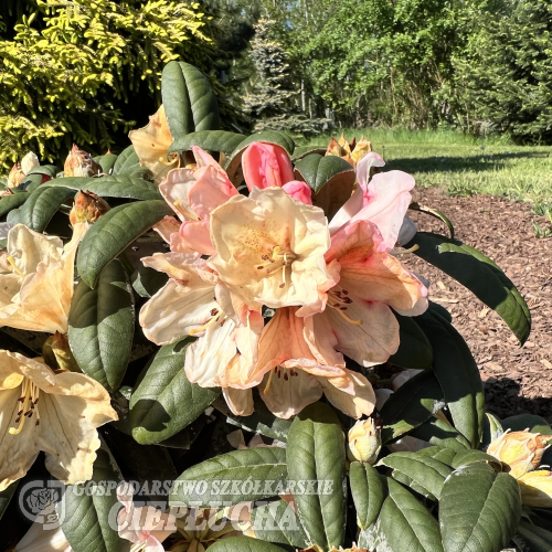 Dodori - Różanecznik jakuszimański - Dodori - Rhododendron yakushimanum