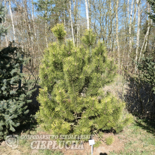 Pinus mugo 'Frühlingsgold' - sosna kosodrzewina; sosna górska - Pinus mugo 'Frühlingsgold'