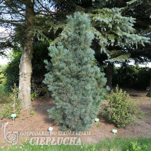 Pinus pumila 'Säntis' - sosna karłowa - Pinus pumila 'Säntis'