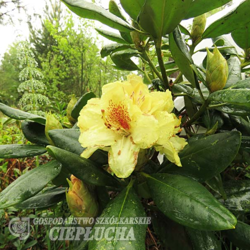 Kristian's Sunshine - Rhododendren Hybride - Rhododendron hybridum 'Kristian's Sunshine'