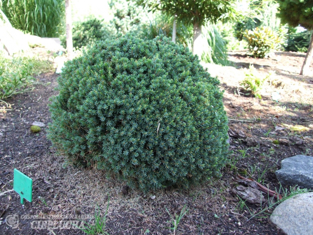 Picea Glauca Blue Planet Wierk Bia Y Picea Glauca Blue Planet