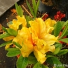 Sunte Nectarine - Azalia wielkokwiatowa - Sunte Nectarine - Rhododendron (Azalea)
