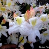 Silver Slipper - Azalee - Silver Slipper - Rhododendron (Azalea)