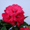 Red Jack - Rhododendron Hybride - Red Jack - Rhododendron hybridum