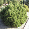 Pinus mugo 'Mops' - kosodrzewina - Pinus mugo 'Mops'