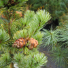 Pinus parviflora 'Blue Giant' - sosna drobnokwiatowa - Pinus parviflora 'Blue Giant'