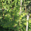 Metasequoia glyptostroboides White Spot - metasekwoja chińska - Metasequoia glyptostroboides White Spot