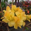 Csardas - Azalee - Csardas - Rhododendron (Azalea)