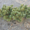 Pinus parviflora 'Fuku-zu-mi' - sosna drobnokwiatowa - Pinus parviflora 'Fuku-zu-mi'