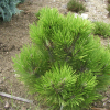 Pinus heldreichii 'Nana' - sosna bośniacka - Pinus heldreichii 'Nana' ; Pinus leucodermis