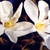 x loebneri 'Snowdrift' - Loebner Magnolie - Magnolia x loebneri 'Snowdrift'