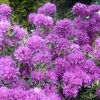 Catawbiense Boursault - różanecznik wielkokwiatowy - Catawbiense Boursault - Rhododendron hybridum
