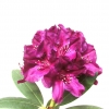 Polarnacht - Rhododendron Hybride - Polarnacht - Rhododendron hybridum