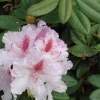 Progres - różanecznik wielkokwiatowy - Progres - Rhododendron hybridum