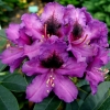 Purple Splendour - różanecznik wielkokwiatowy - Purple Splendour - Rhododendron hybridum