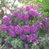 Purple Splendour - Rhododendron Hybride - Purple Splendour - Rhododendron hybridum