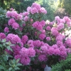 Roseum Elegans - różanecznik wielkokwiatowy - Roseum Elegans - Rhododendron hybridum