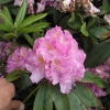 Von Oheimb Woislowitz - różanecznik wielkokwiatowy - Von Oheimb Woislowitz - Rhododendron hybridum