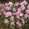 Von Oheimb Woislowitz - różanecznik wielkokwiatowy - Von Oheimb Woislowitz - Rhododendron hybridum