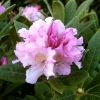 Pohjola's Daughter - Rhododendron Hybride - Pohjola's Daughter - Rhododendron hybridum