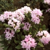 Pohjola's Daughter - Rhododendron Hybride - Pohjola's Daughter - Rhododendron hybridum