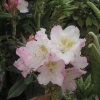 St. Michel - Rhododendron Hybride - St. Michel - Rhododendron hybridum