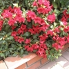 Scarlet Wonder - Rhododendron repens - Scarlet Wonder - Rhododendron repens