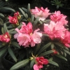 Loreley - różanecznik jakuszimański - Loreley - Rhododendron yakushimanum