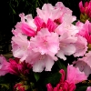 Schneewittchen - Rhododendron yakushimanum - Schneewittchen - Rhododendron yakushimanum