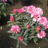 Schneewittchen - Rhododendron yakushimanum - Schneewittchen - Rhododendron yakushimanum