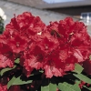 Red Jack - Rhododendron Hybride - Red Jack - Rhododendron hybridum