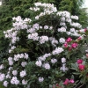 Schneeauge - Rhododendron Hybride - Schneeauge - Rhododendron hybridum