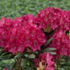 Kazimierz Wielki ROYAL SCARLET - Rhododendron Hybride - Kazimierz Wielki ROYAL SCARLET - Rhododendron hybridum